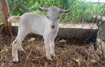 Newborn kid of our dairy goats
