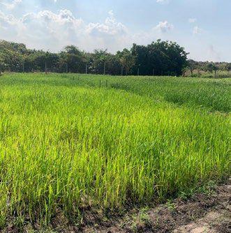 Our rice field